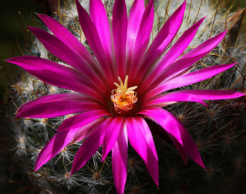 Mammillaria guelzowiana